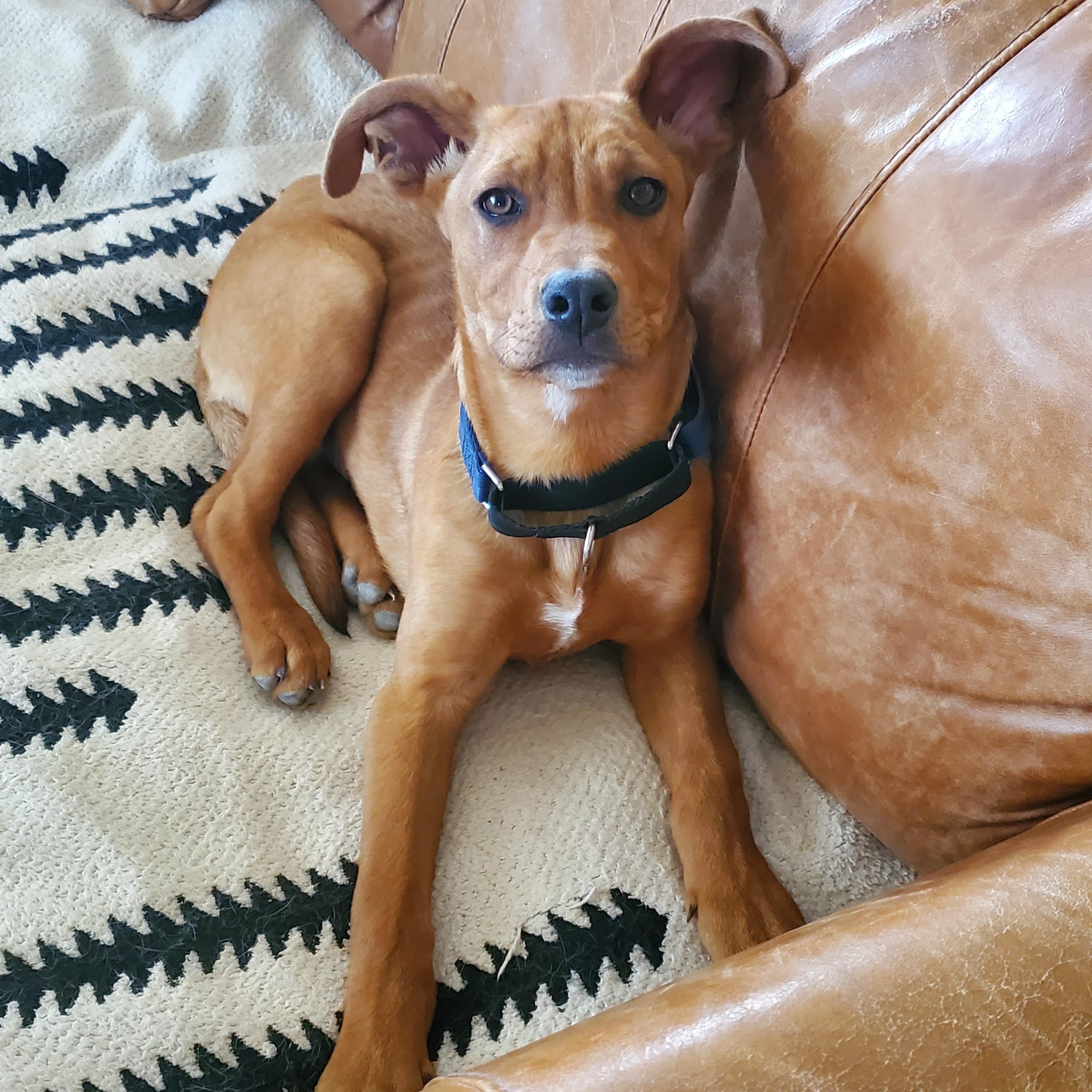 Charlie, ADOPTABLE, Puppy Male Shepherd.
