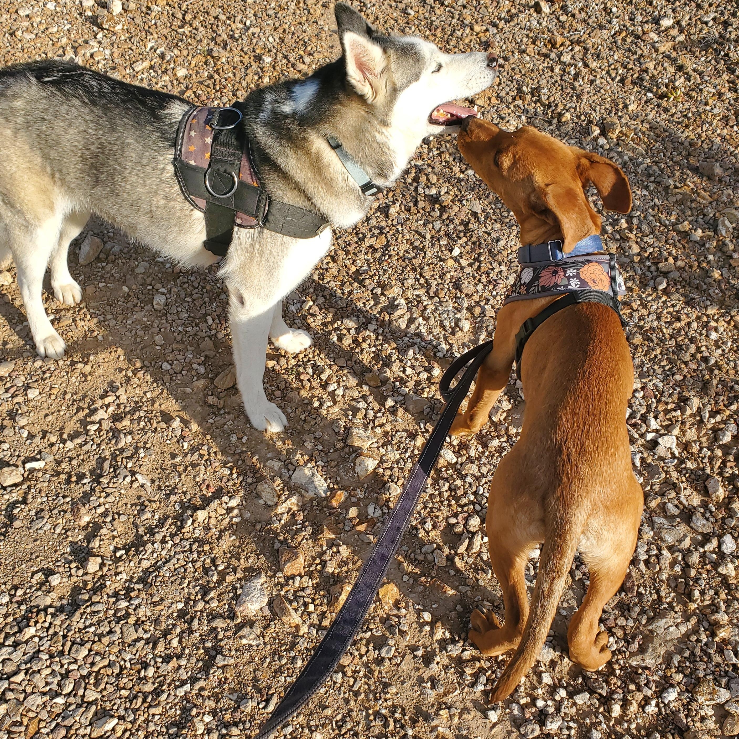 Enlarge Charlie, a ADOPTABLE mixed breed in Marfa, TX image 2/6