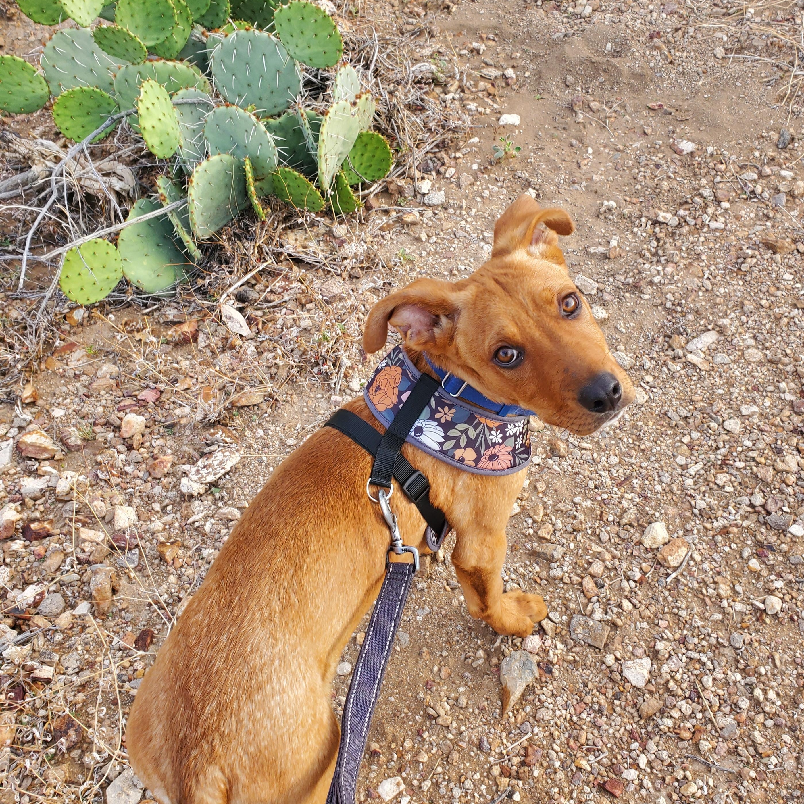 Enlarge Charlie, a ADOPTABLE mixed breed in Marfa, TX image 3/6
