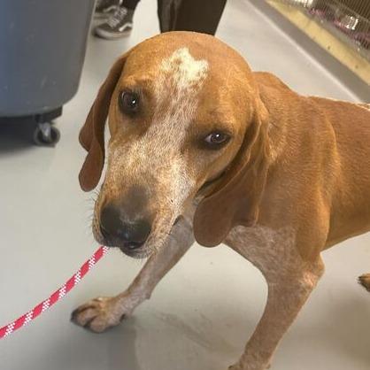 Enlarge Rupart, a Adoptable Mixed Breed in Asheville, NC image 3/3