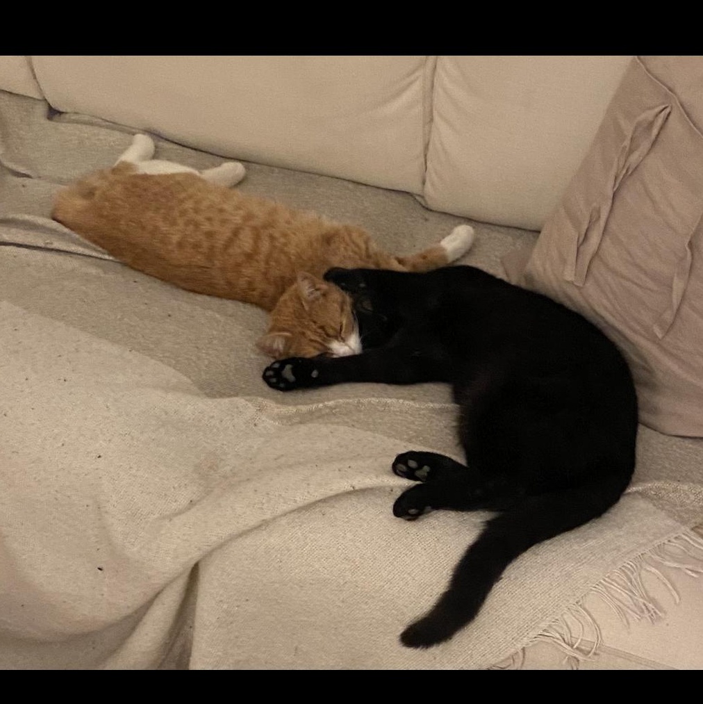 Cacio y Pepe, a ADOPTABLE mixed breed in New york, NY image 2/6