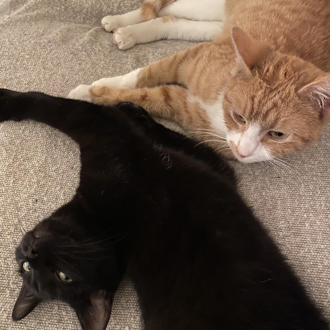 Cacio y Pepe, a ADOPTABLE mixed breed in New york, NY image 4/6