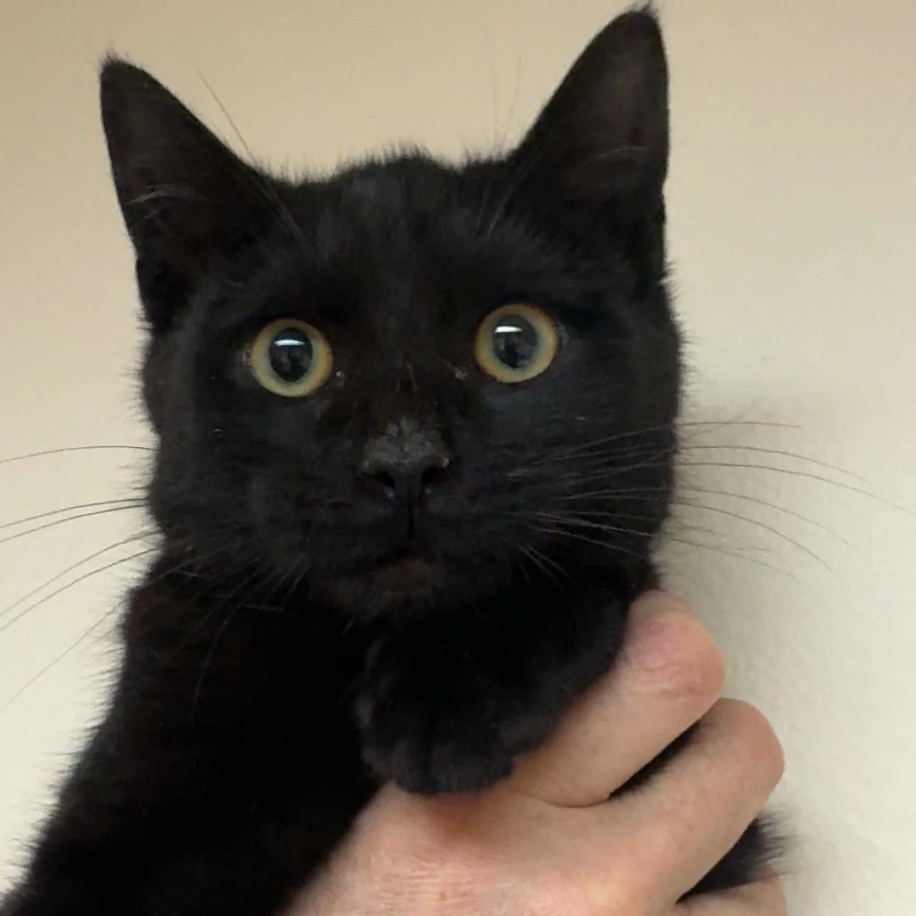 Cacio y Pepe, a ADOPTABLE mixed breed in New york, NY image 5/6