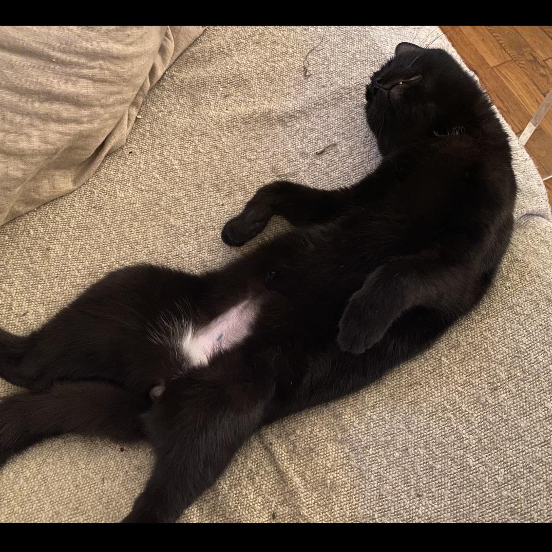 Cacio y Pepe, a ADOPTABLE mixed breed in New york, NY image 6/6