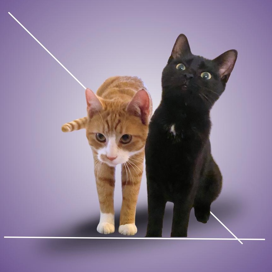 Cacio y Pepe, a ADOPTABLE mixed breed in New york, NY image 1/6