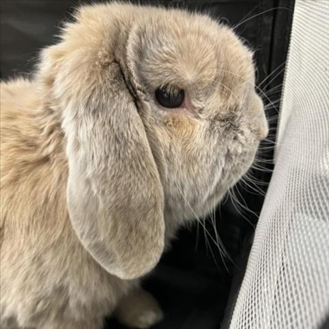 Enlarge Pretzel, a Adoptable Mini Lop in Baltimore, MD image 1/1