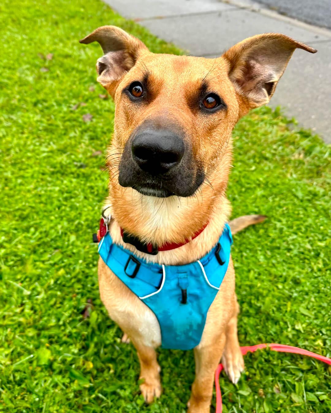 Flynn, an adoptable German Shepherd Dog in Hood River, OR, 97031 | Photo Image 1
