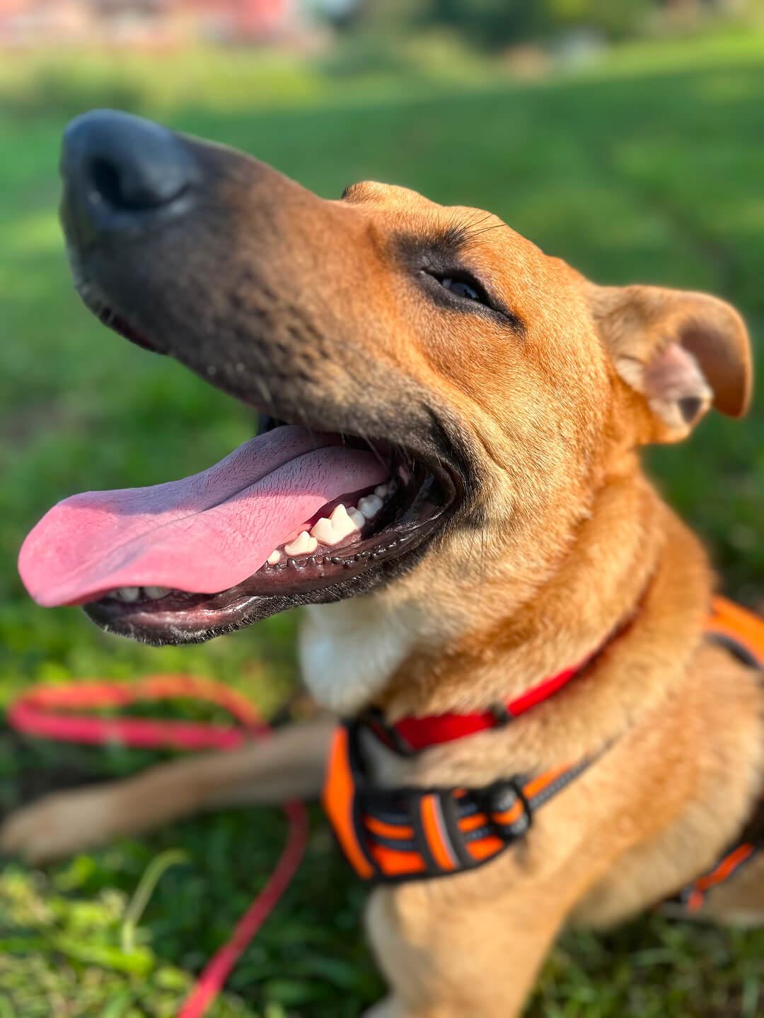 Flynn, an adoptable German Shepherd Dog in Hood River, OR, 97031 | Photo Image 2