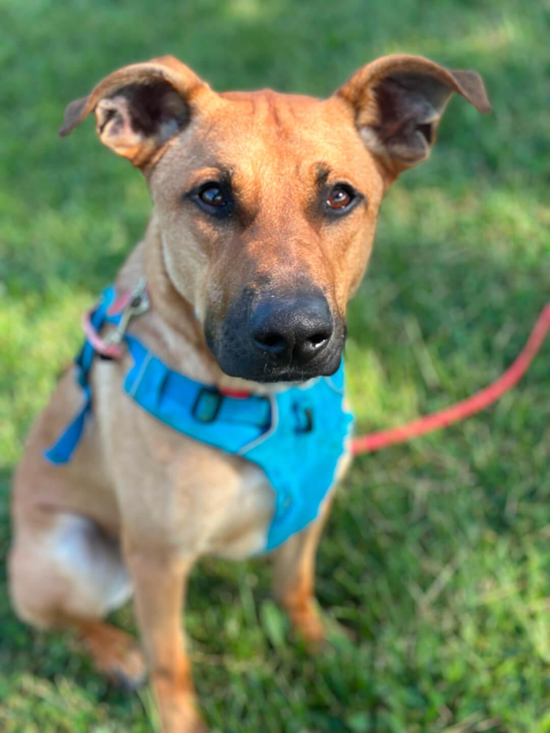 Flynn, an adoptable German Shepherd Dog in Hood River, OR, 97031 | Photo Image 3