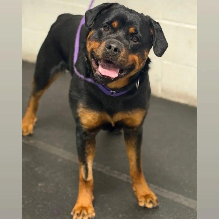 Enlarge Liesel, a ADOPTABLE Rottweiler in Orwigsburg, PA image 1/4