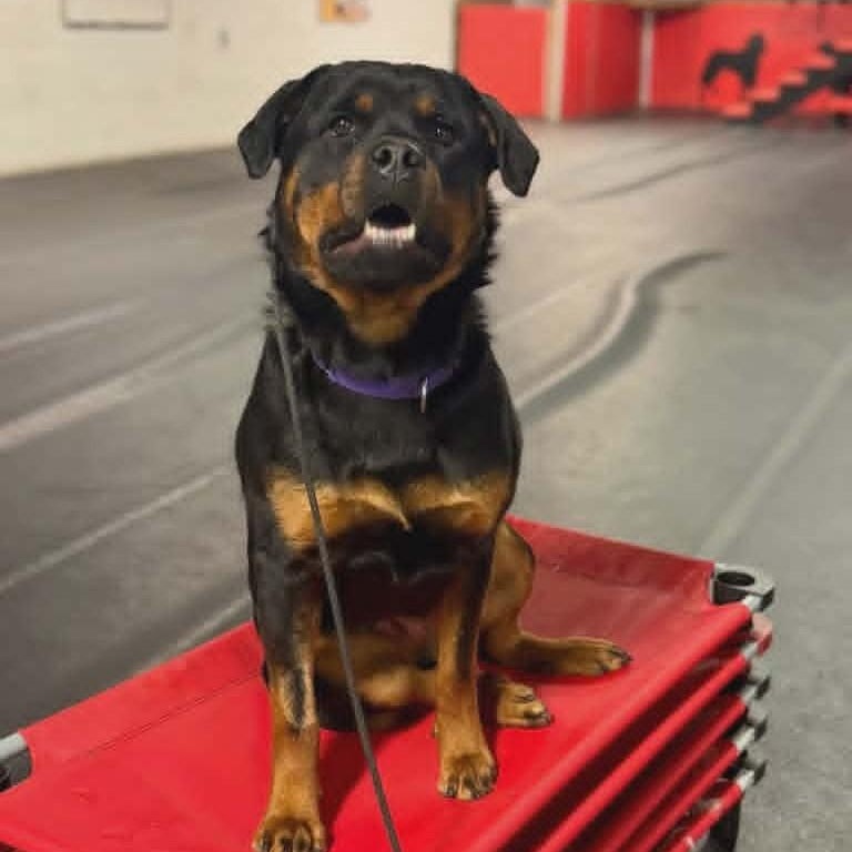 Enlarge Liesel, a ADOPTABLE Rottweiler in Orwigsburg, PA image 3/4