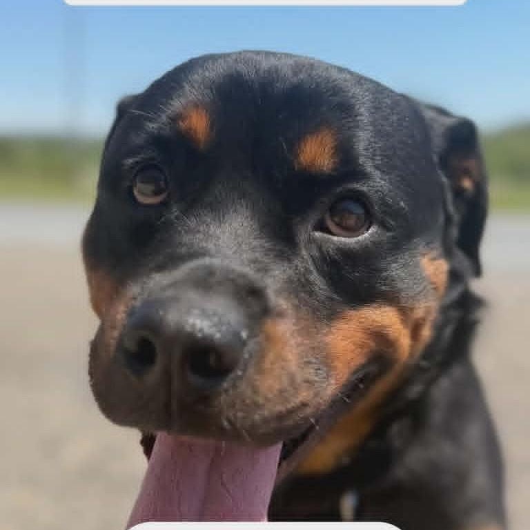 Enlarge Liesel, a ADOPTABLE Rottweiler in Orwigsburg, PA image 2/4