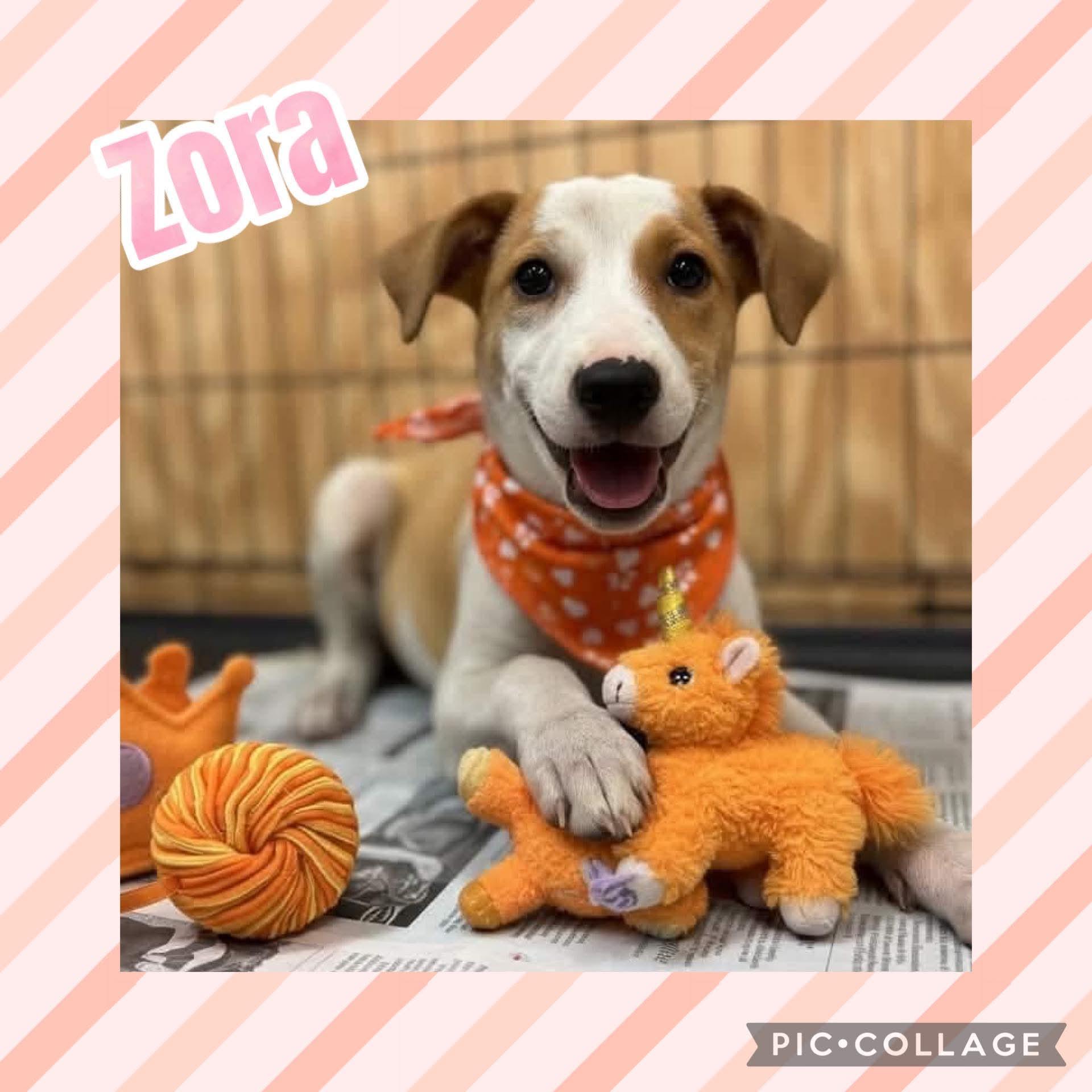 Zora, ADOPTABLE, Puppy Female Hound.