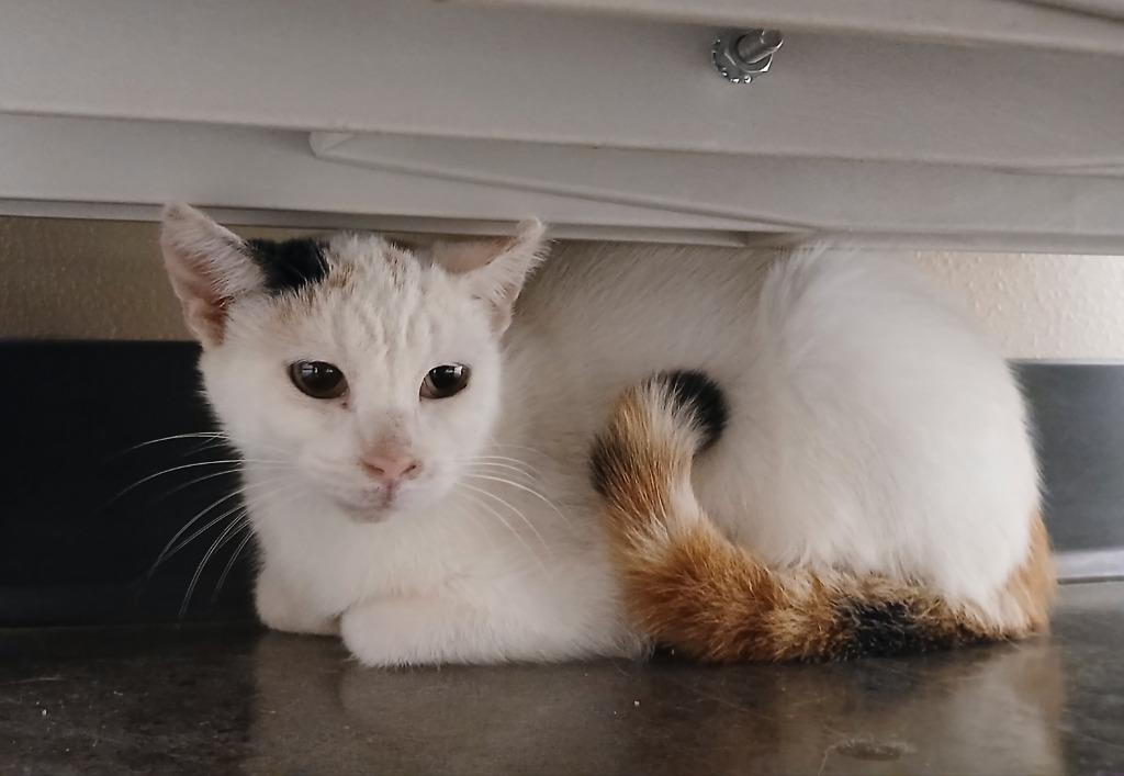 Starr, Adoptable, Adult Female Domestic Short Hair.