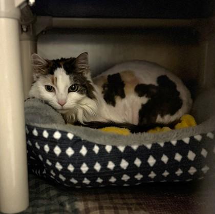 Ricky, ADOPTABLE, Senior Male Domestic Long Hair.