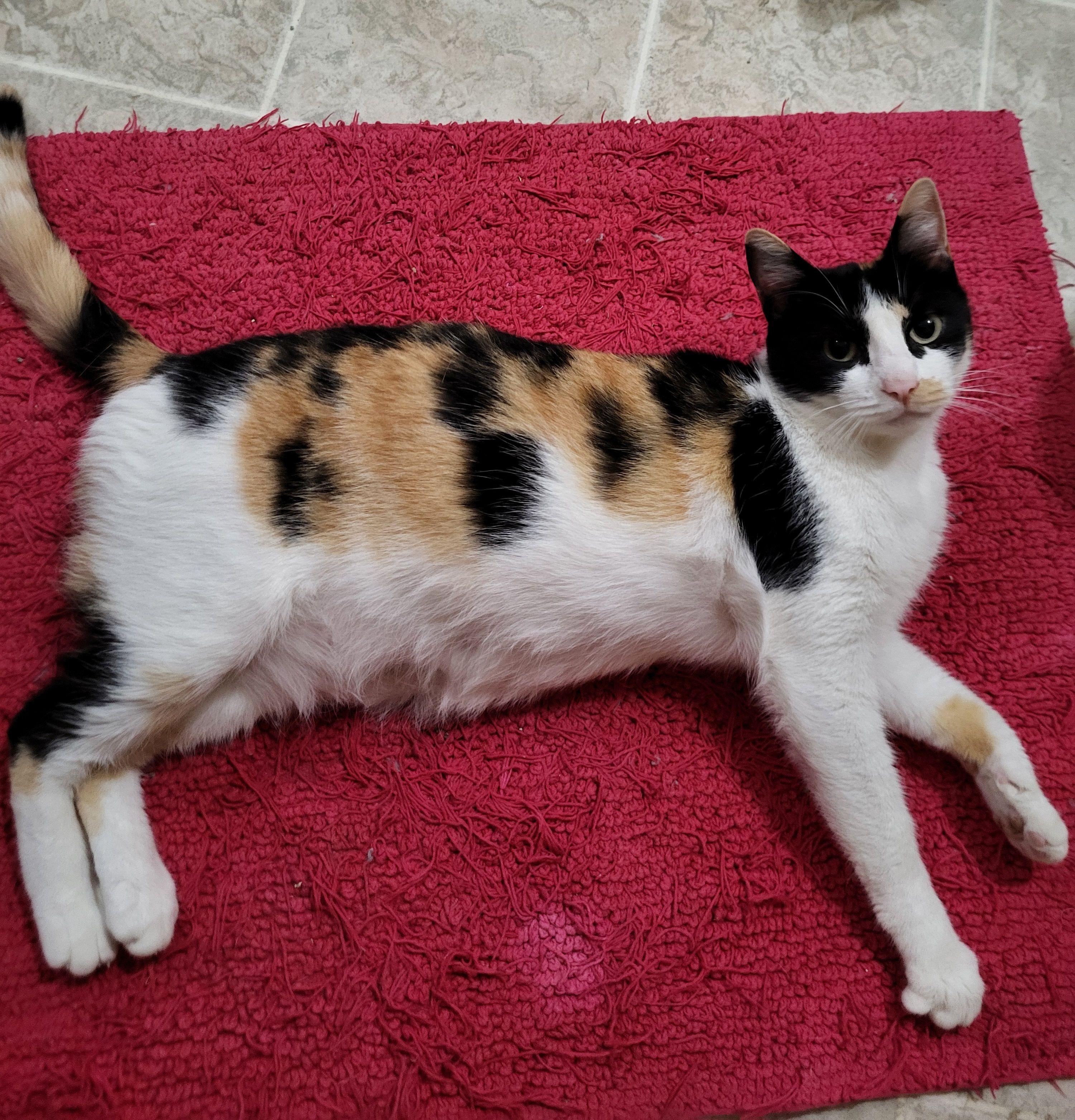 Ginger, Adult Female unknown