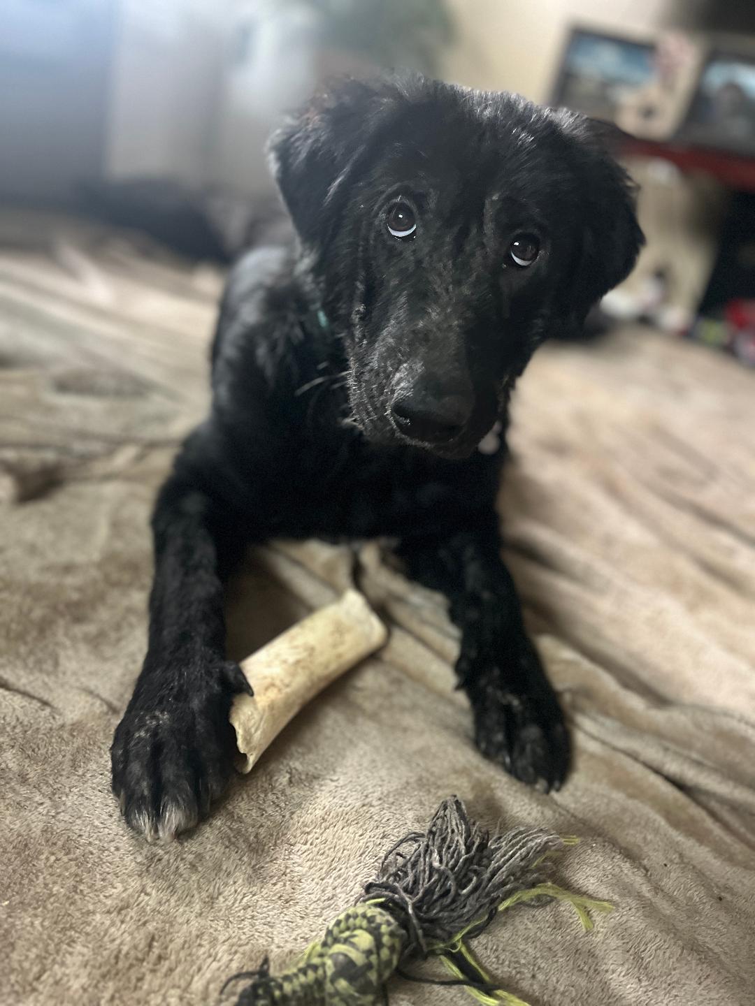 Jewel, a Adopted mixed breed in Coldwater, MI image 1/4