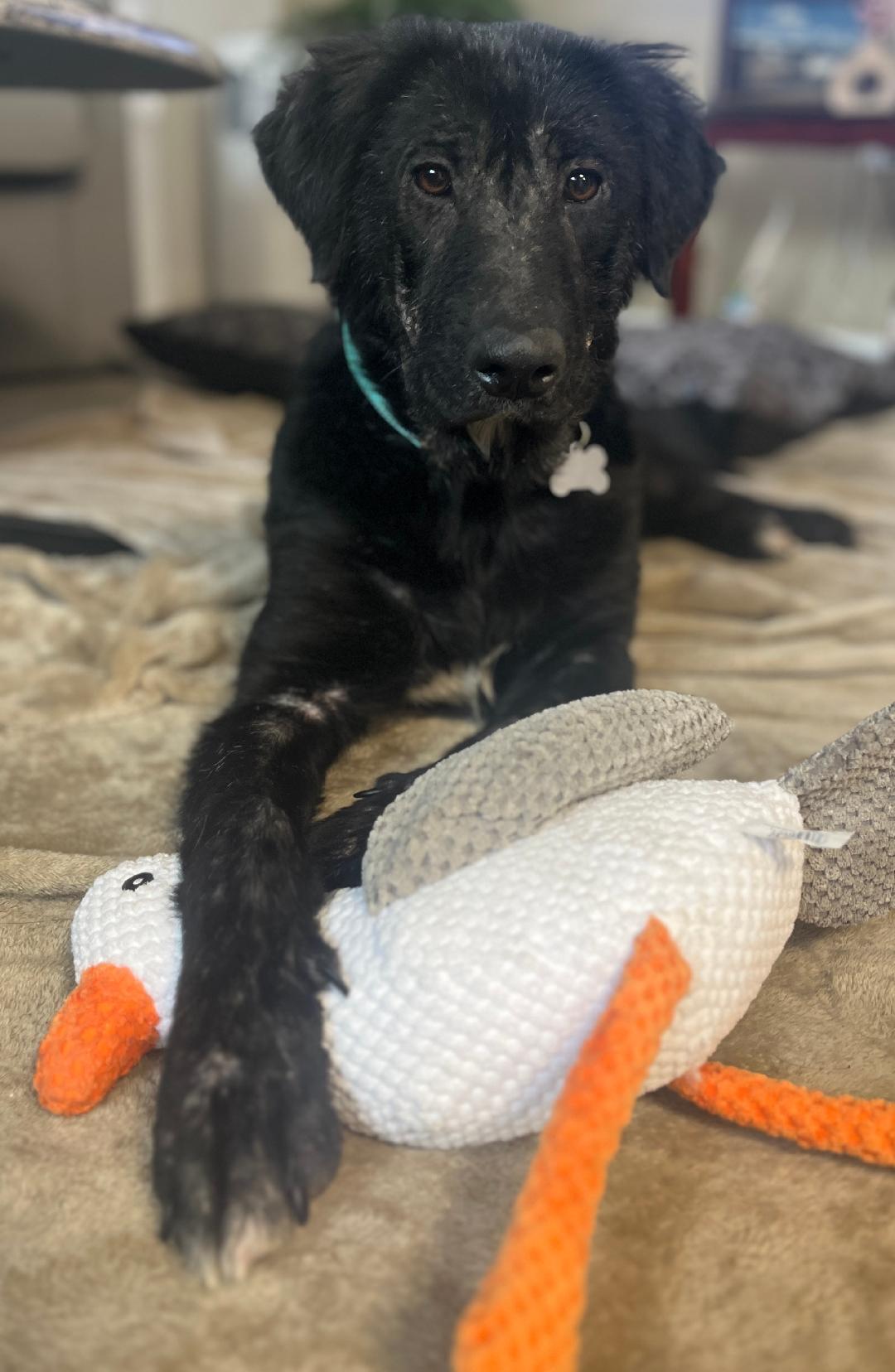 Jewel, a Adopted mixed breed in Coldwater, MI image 2/4