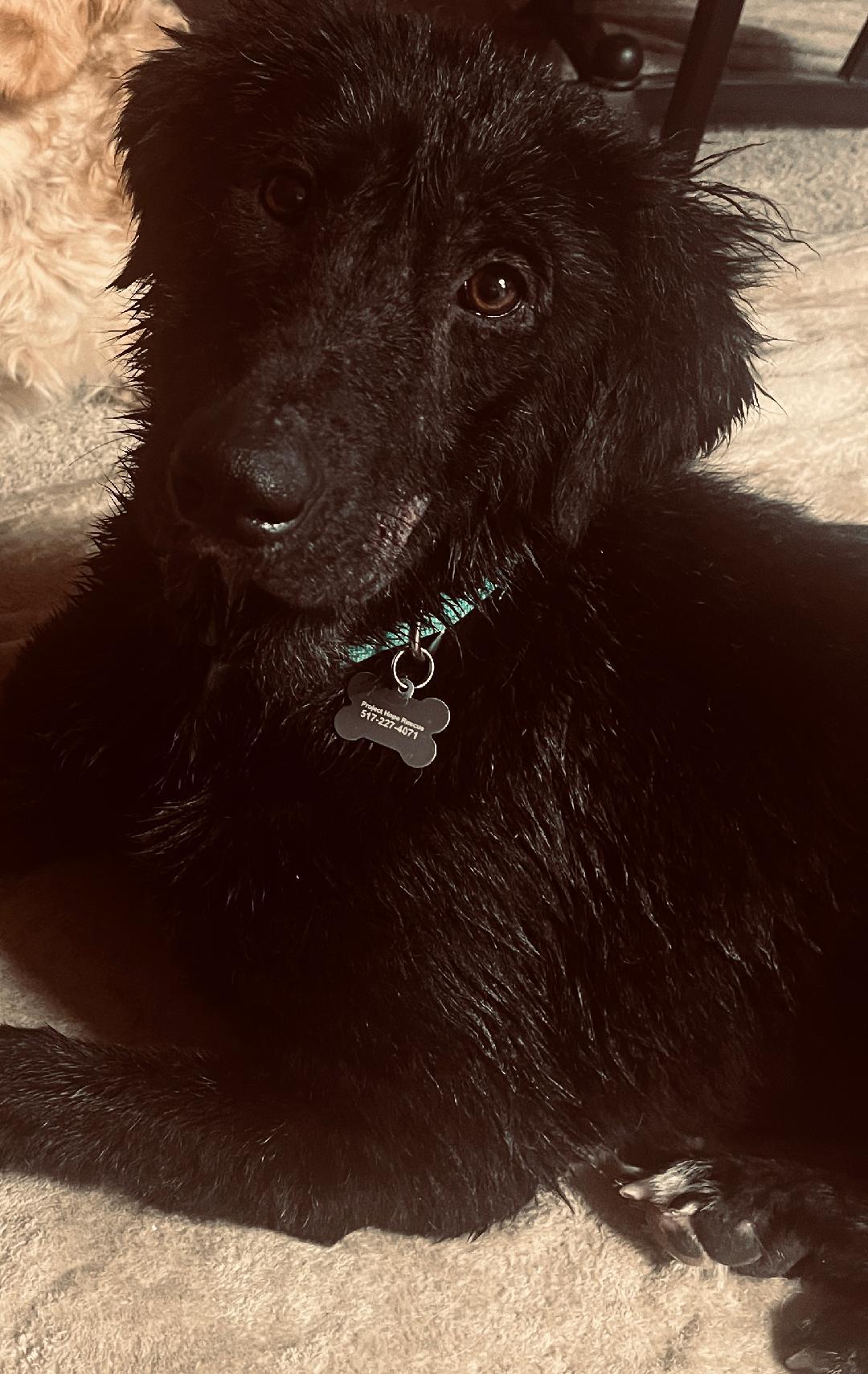 Jewel, a Adopted mixed breed in Coldwater, MI image 3/4