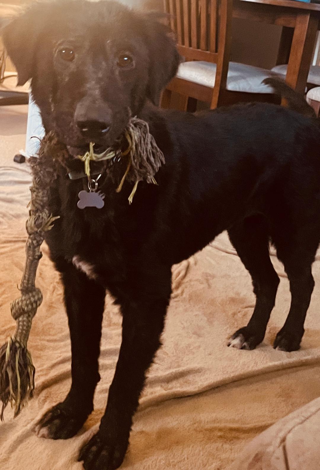 Jewel, a Adopted mixed breed in Coldwater, MI image 4/4