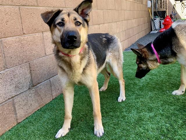 KLEE, Adoptable, Young Female German Shepherd Dog & Mixed Breed.