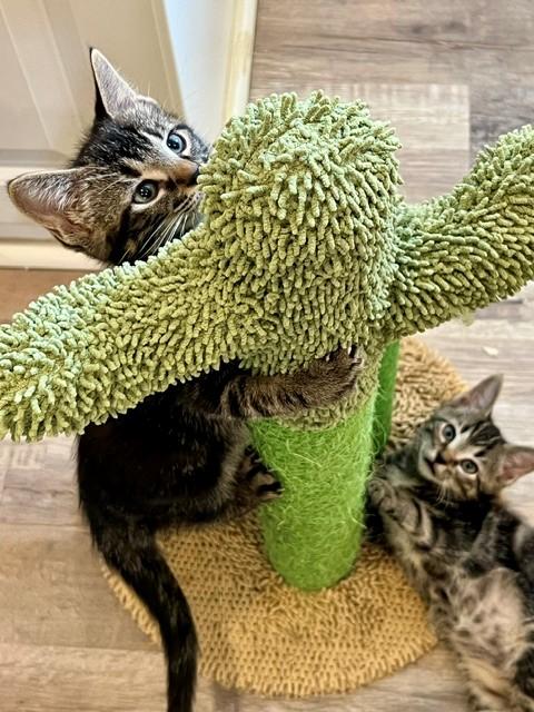 Enlarge Cooper, a Adopted Domestic Short Hair in Nashville, TN image 2/6