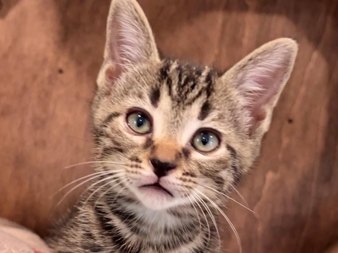 Enlarge Cooper, a Adopted Domestic Short Hair in Nashville, TN image 5/6