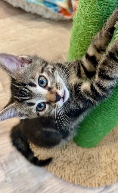 Enlarge Cooper, a Adopted Domestic Short Hair in Nashville, TN image 6/6