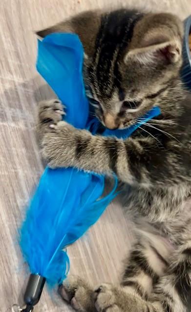 Enlarge Cooper, a Adopted Domestic Short Hair in Nashville, TN image 4/6
