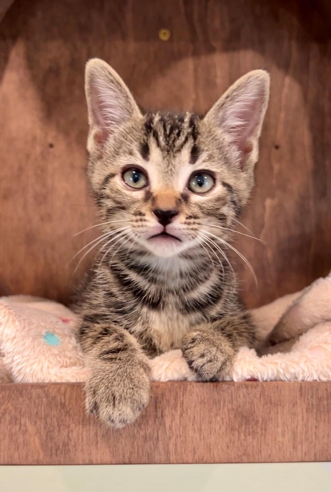 Cooper, Adopted, Kitten Male Domestic Short Hair.