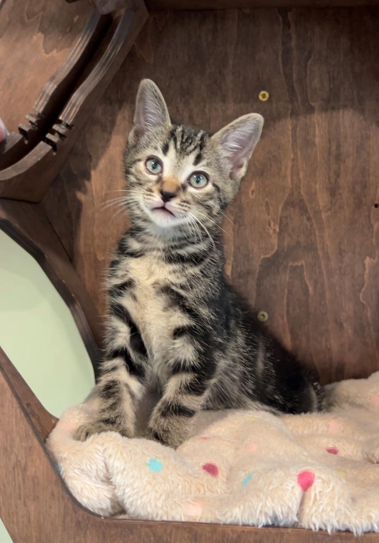 Enlarge Cooper, a Adopted Domestic Short Hair in Nashville, TN image 3/6