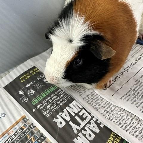 Cinnamon, Adoptable, Adult Male Guinea Pig.