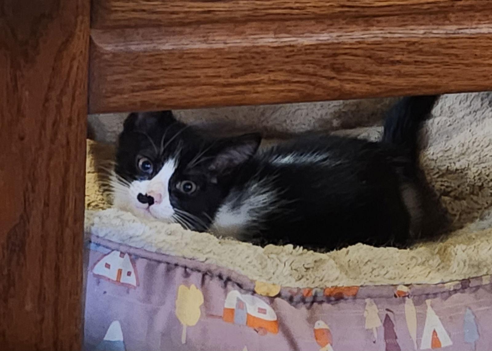 Enlarge Chicadee, a Adoptable Domestic Short Hair in Morgan Hill, CA image 1/1