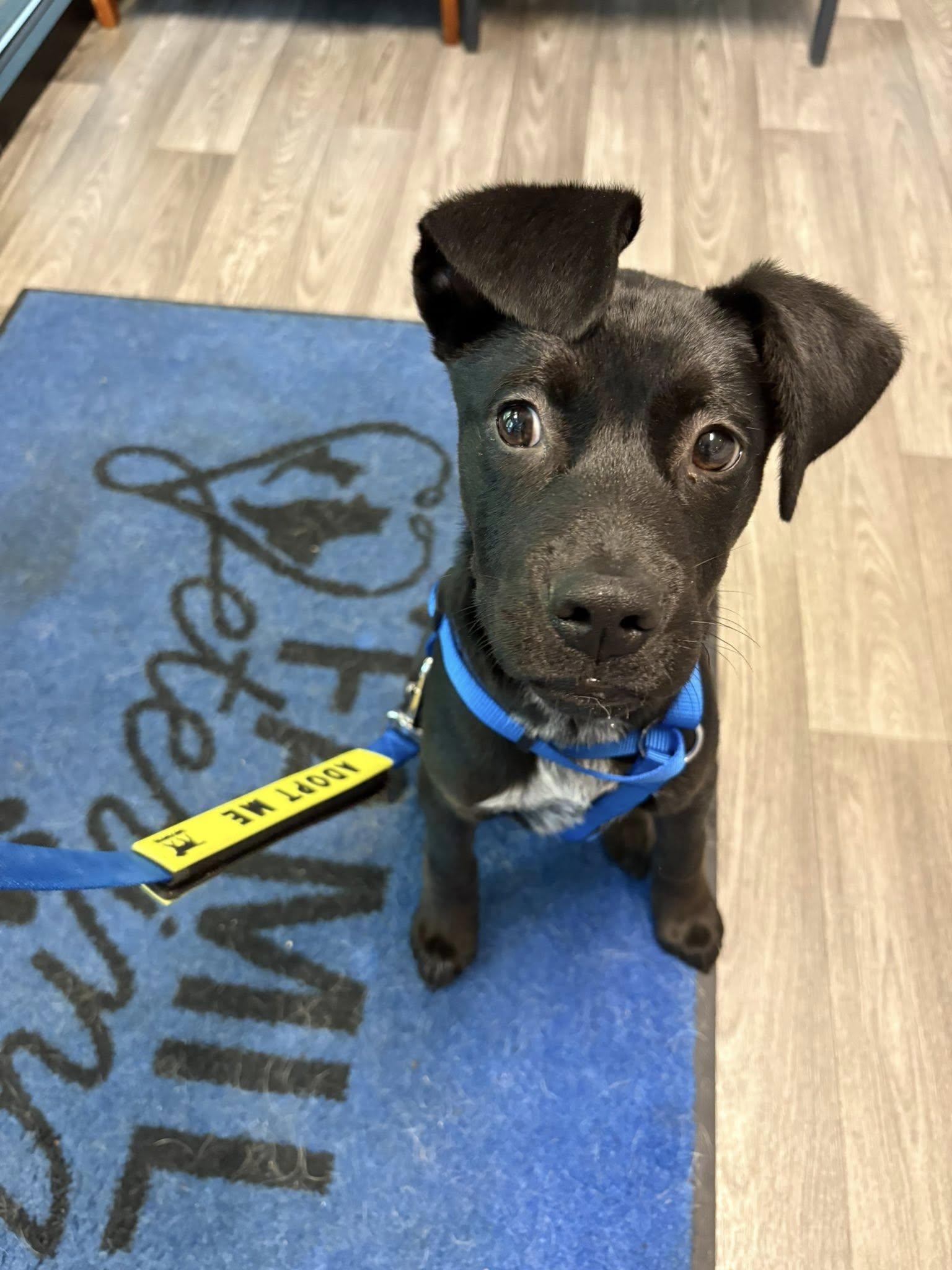 Vinny, adopted, Young Male Black Labrador Retriever.