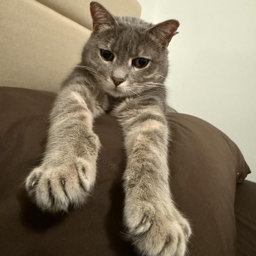 Little Guy, Adoptable, Adult Male Domestic Short Hair & Domestic Short Hair.