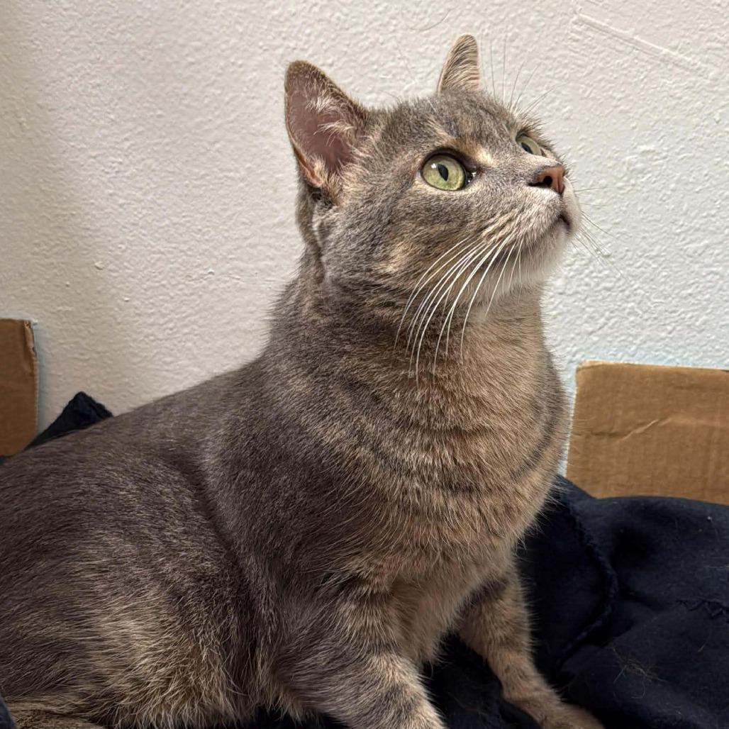 Enlarge Little Guy, a Adoptable mixed breed in Tampa, FL image 2/6