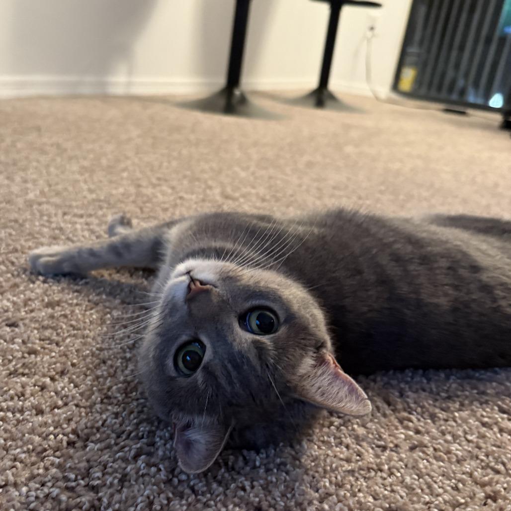 Enlarge Little Guy, a Adoptable mixed breed in Tampa, FL image 3/6