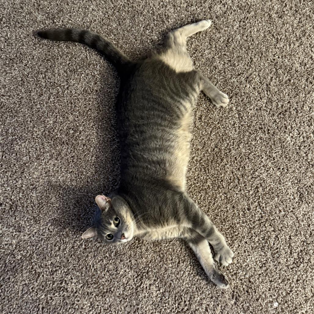 Enlarge Little Guy, a Adoptable mixed breed in Tampa, FL image 4/6