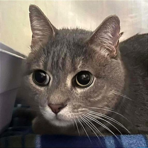 Enlarge Little Guy, a Adoptable mixed breed in Tampa, FL image 5/6