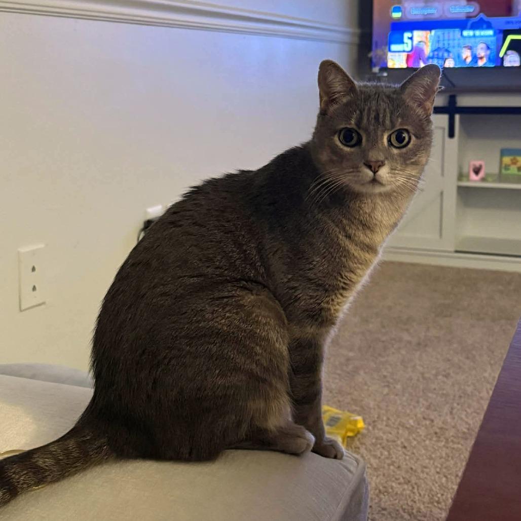 Enlarge Little Guy, a Adoptable mixed breed in Tampa, FL image 6/6