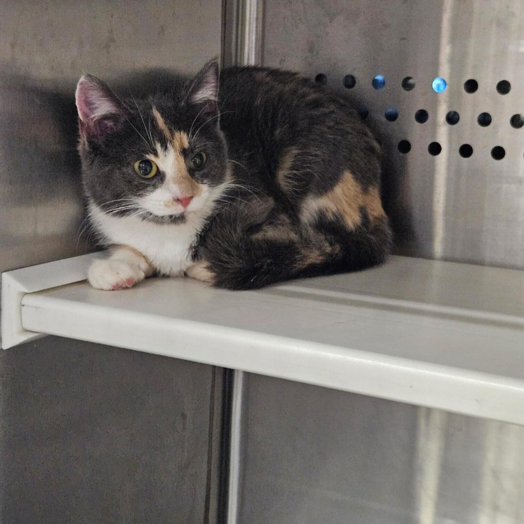 Enlarge Monica, a Adoptable Domestic Short Hair in Raeford, NC image 1/1