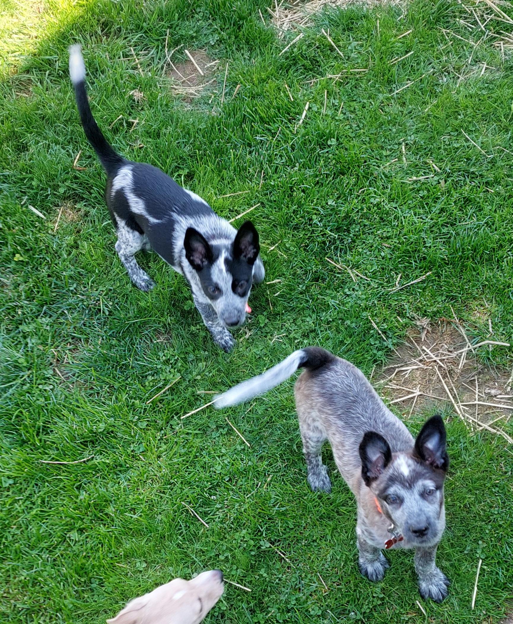 Enlarge Poppy, a ADOPTABLE mixed breed in Conesus, NY image 3/3