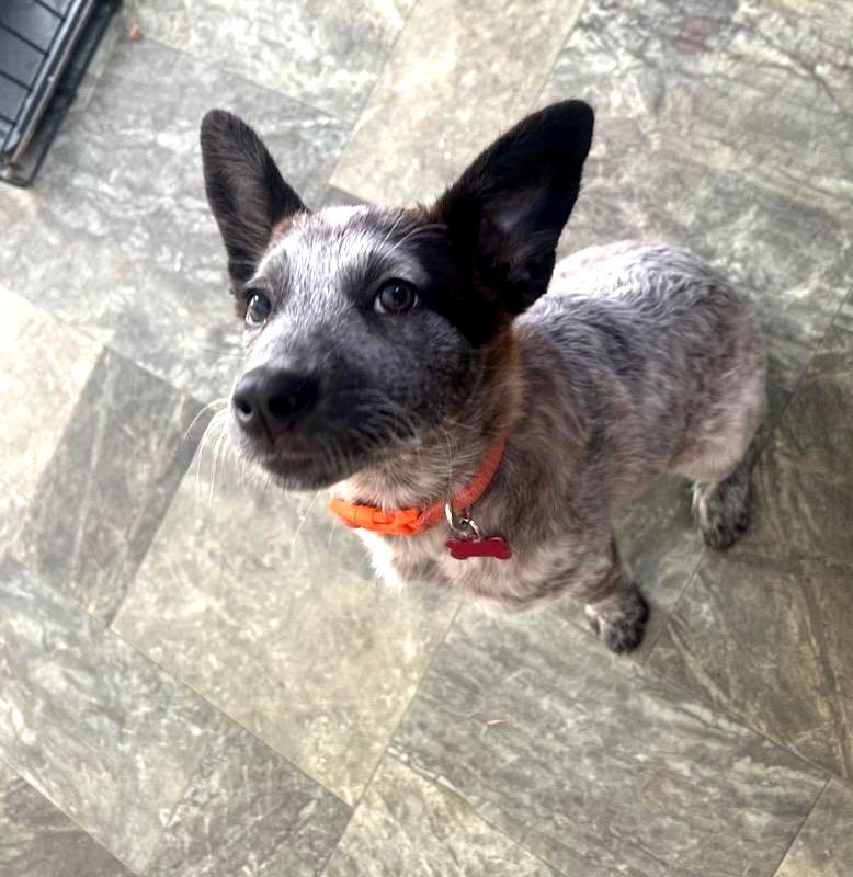 Poppy, an adopted mixed breed in Conesus, NY image 2/5