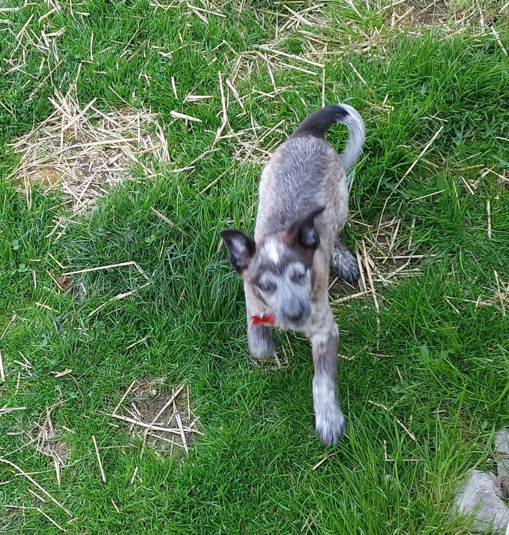 Poppy, ADOPTABLE, Puppy Female Cattle Dog.
