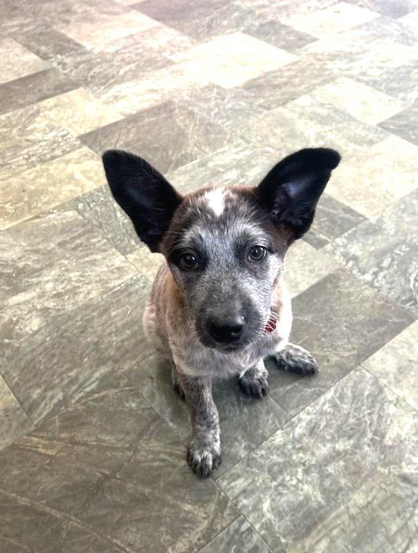 Poppy, an adopted mixed breed in Conesus, NY image 1/5
