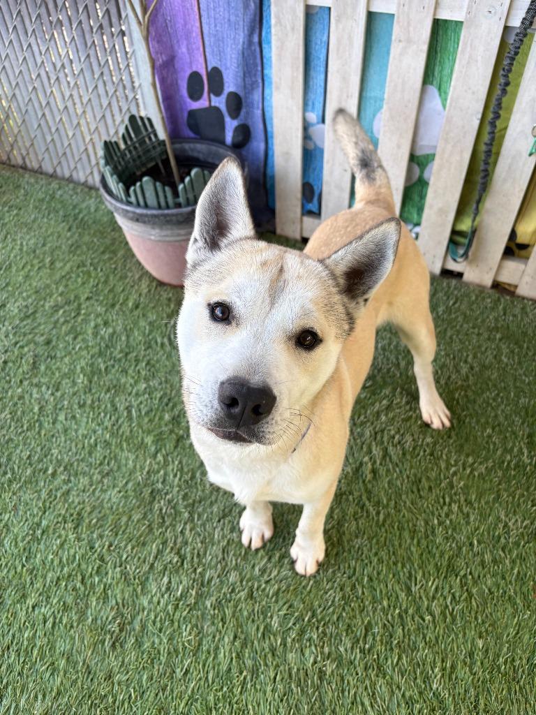 Kuma, Adoptable, Adult Male Akita & Shiba Inu.