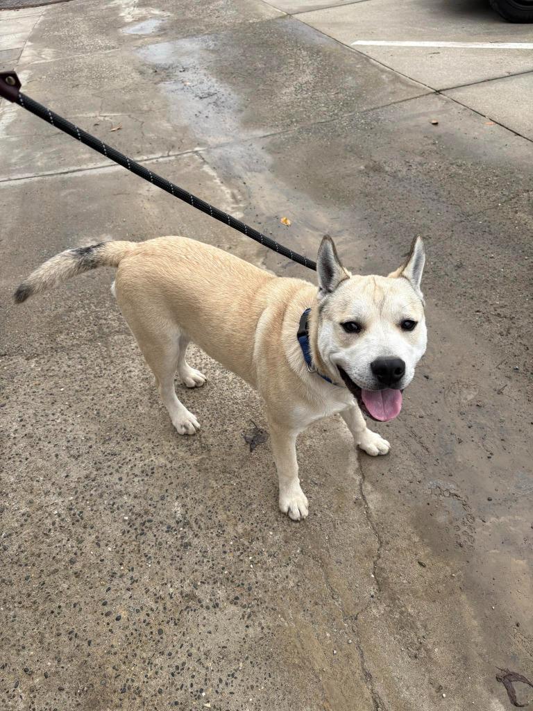 Kuma, a Adoptable mixed breed in Newman, CA image 2/6