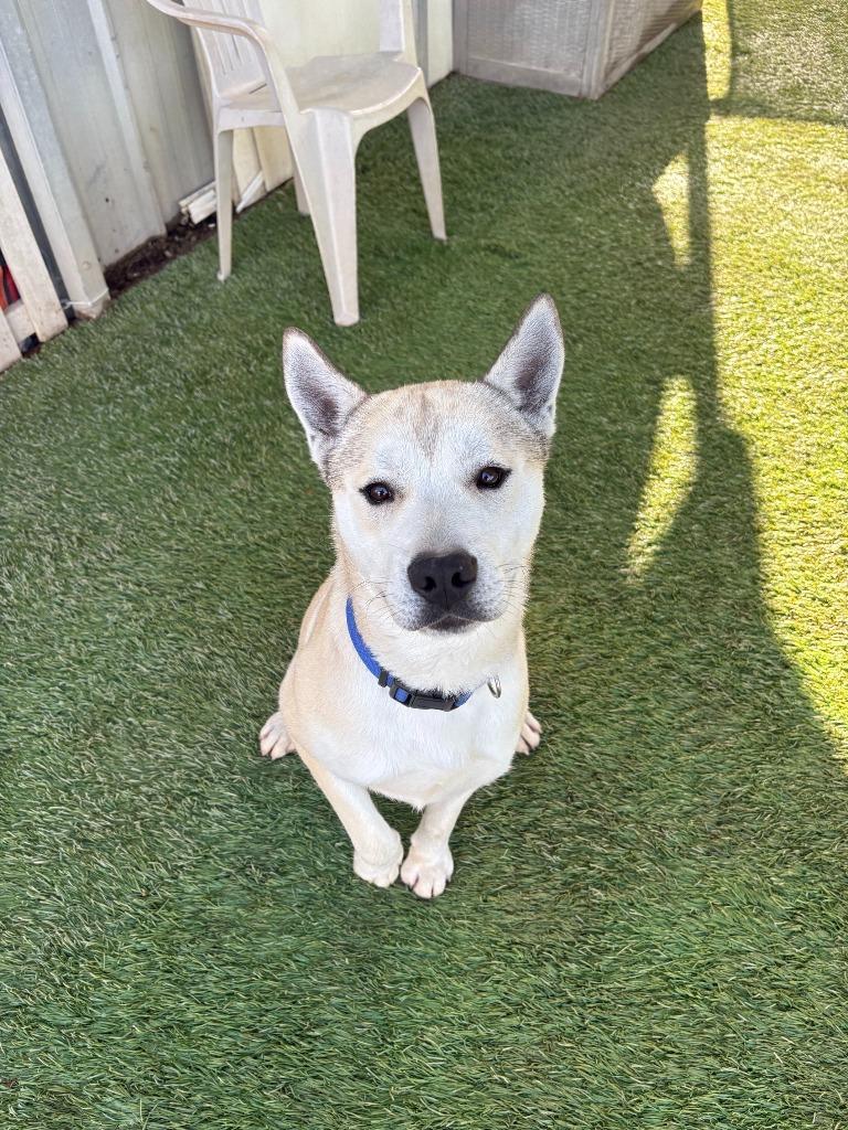 Kuma, a Adoptable mixed breed in Newman, CA image 3/6