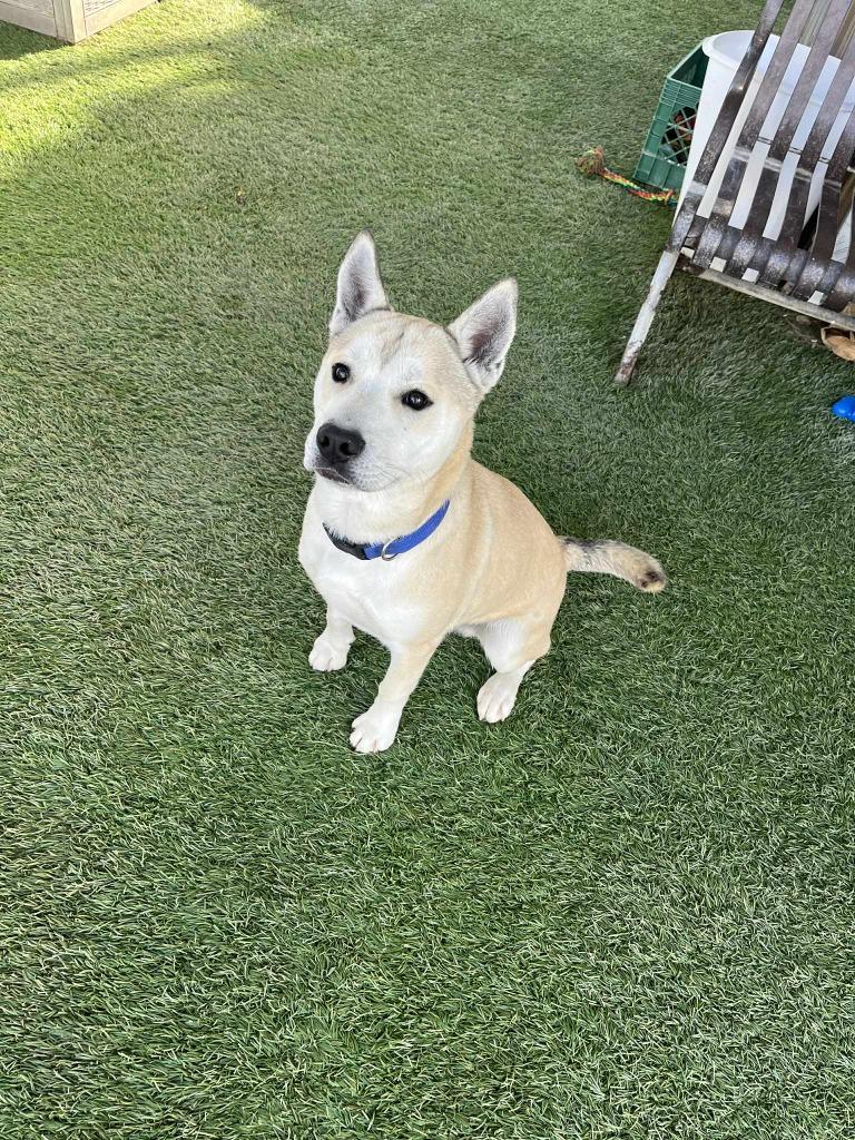 Kuma, a Adoptable mixed breed in Newman, CA image 4/6