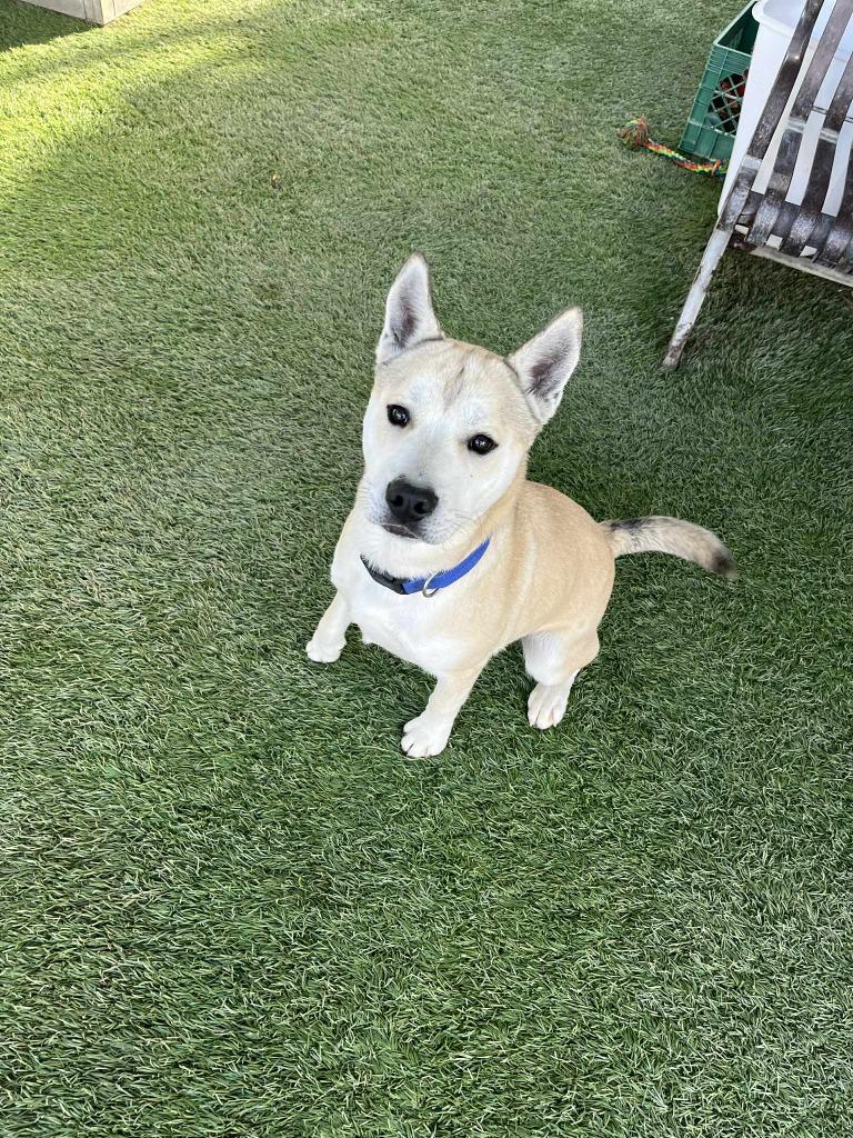 Kuma, a Adoptable mixed breed in Newman, CA image 5/6